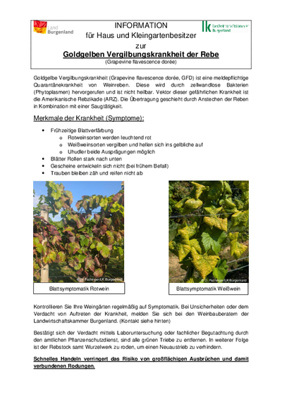 Infoblatt mit allen Details, Abbildung Rebstock mit Vergilbung